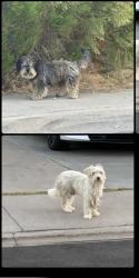Found/Stray Unknown Dog last seen Jouglard Street and paradise ridge rd, San Diego, CA 92114