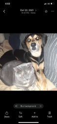 Reunited Male Dog last seen Barker field, Richmond, VA 23221