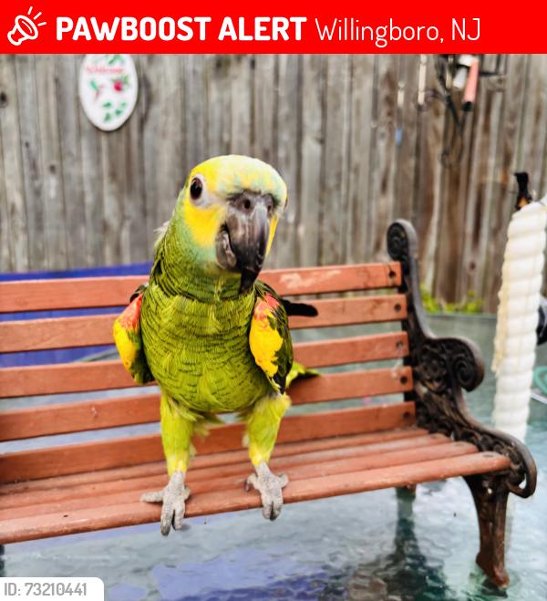 Lost Male Bird last seen Beverly Rancocas rd willingboro nj, Willingboro, NJ 08060