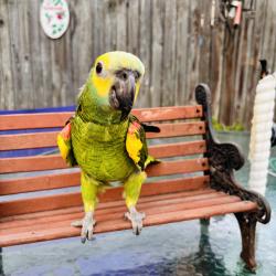 Lost Male Bird last seen Beverly Rancocas rd willingboro nj, Willingboro, NJ 08060