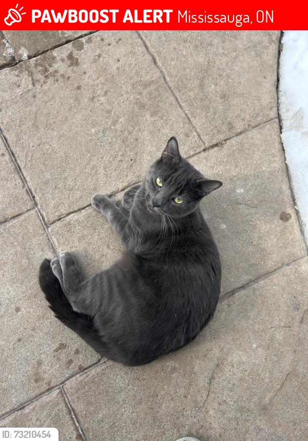 Lost Male Cat last seen Mavis and Courtneypark, Mississauga, ON 