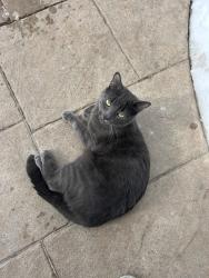 Lost Male Cat last seen Mavis and Courtneypark, Mississauga, ON 
