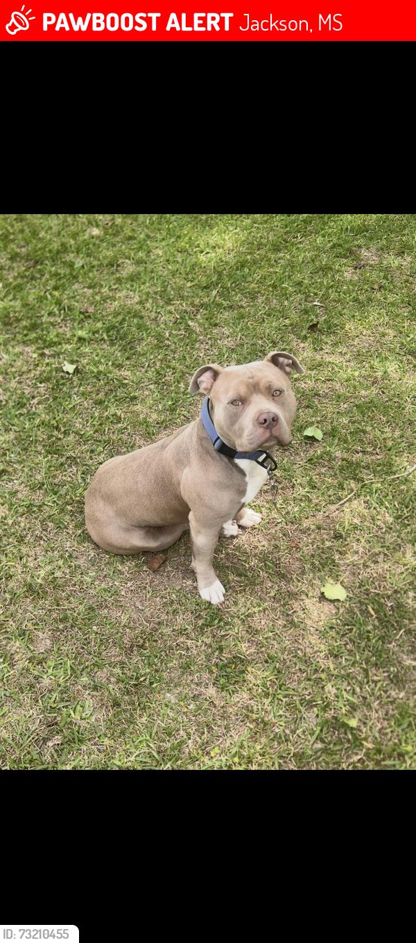 Lost Male Dog last seen Lakeover, Jackson, MS 39213