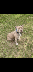 Lost Male Dog last seen Lakeover, Jackson, MS 39213
