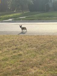 Found/Stray Unknown Dog last seen Between meadowbrook and Lancaster, Fort Worth, TX 76112