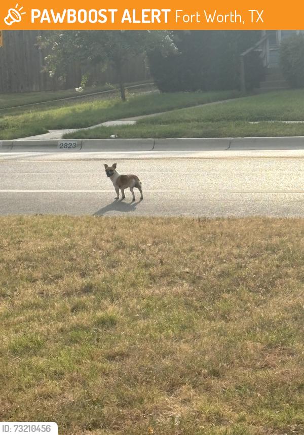 Found/Stray Unknown Dog last seen Between meadowbrook and Lancaster, Fort Worth, TX 76112