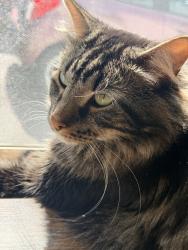Lost Male Cat last seen Westborough, O'Fallon, MO 63366