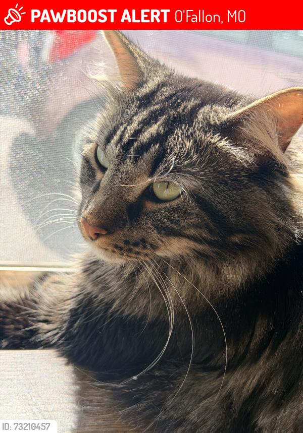 Lost Male Cat last seen Westborough, O'Fallon, MO 63366