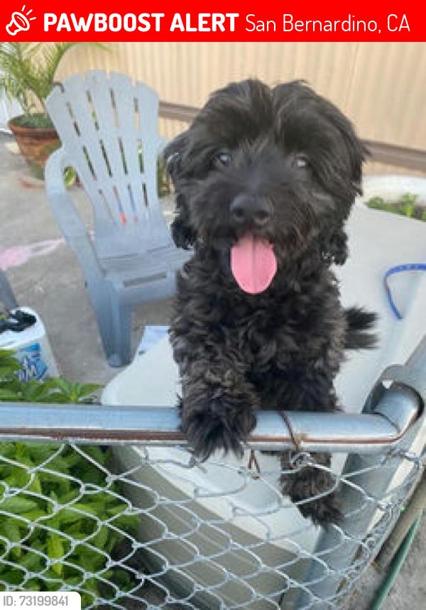 Lost Male Dog last seen Trial, San Bernardino, CA 92407