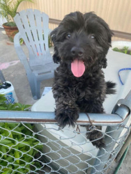 Lost Male Dog last seen Trial, San Bernardino, CA 92407