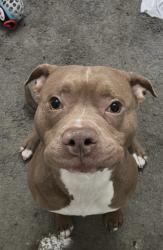 Reunited Male Dog last seen Bedford road and morgan, Battle Creek, MI 49037