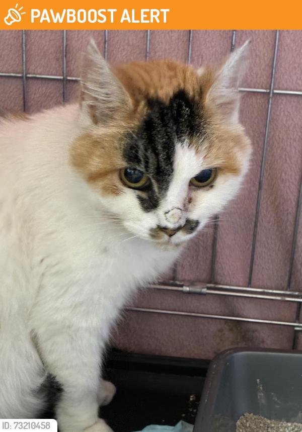 Found/Stray Female Cat last seen North Finchley High Road, Greater London, England N12