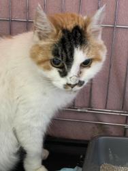 Found/Stray Female Cat last seen North Finchley High Road, Greater London, England N12
