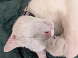 Reunited Male Cat last seen Woodgrange road, Southend-on-Sea, England 