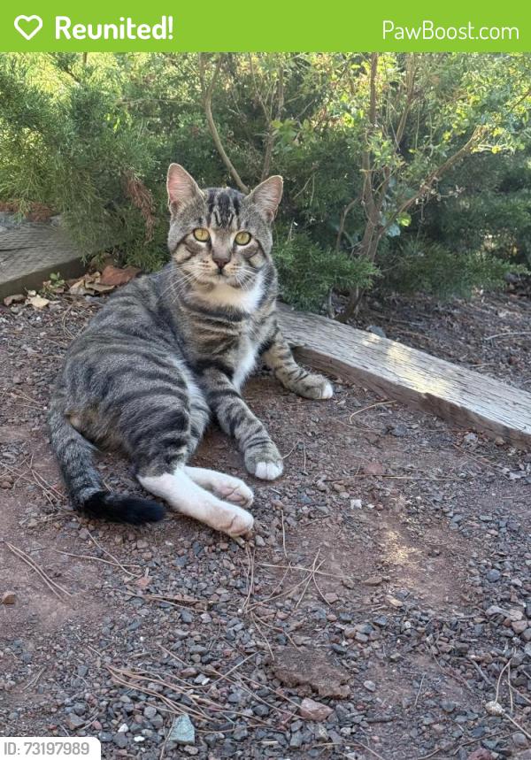 Reunited Male Cat last seen Rheem Blvd, Moraga, Moraga, CA 94556
