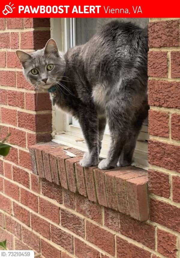 Lost Male Cat last seen Dellwood Drive & Brian Drive, Vienna, VA 22180