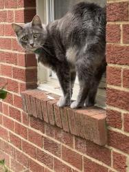 Lost Male Cat last seen Dellwood Drive & Brian Drive, Vienna, VA 22180