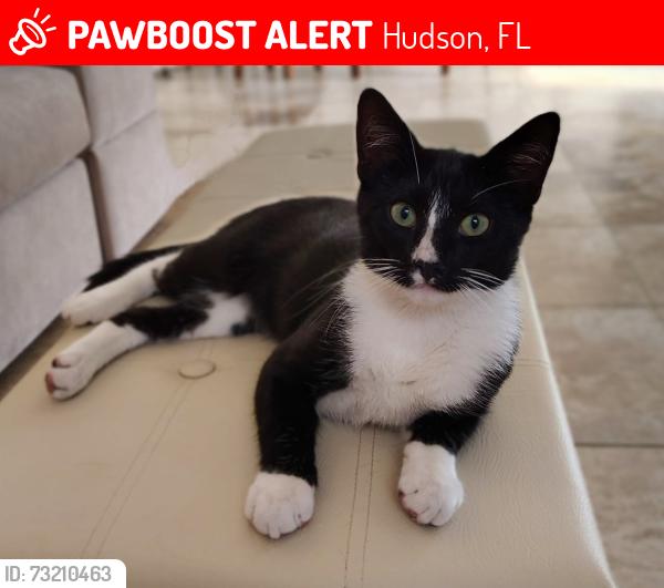 Lost Male Cat last seen Sea Ranch area, Hudson, FL 34667