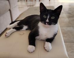 Lost Male Cat last seen Sea Ranch area, Hudson, FL 34667