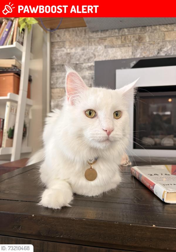 Lost Male Cat last seen Near the intersection of Dollarton Hwy and Ellis St, North Vancouver, BC V7H 1B3