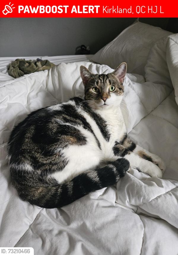 Lost Female Cat last seen Henri daoust, Kirkland, QC H9J 2L7
