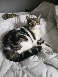 Lost Female Cat last seen Henri daoust, Kirkland, QC H9J 2L7