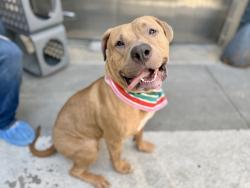 Shelter Stray Female Dog last seen Tied to a bench in Central Park, NEW YORK, NY, 10029, 326 E 110th St, New York, NY 10029, USA