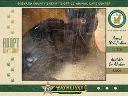 Shelter Stray Female Cat last seen Near Lionel Road, MIMS, FL, 32754, 5100 W Eau Gallie Blvd, Melbourne, FL 32934, USA