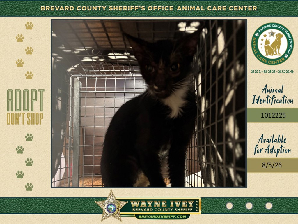 Shelter Stray Female Cat last seen Near Kenilworth Court, TITUSVILLE, FL, 32780, 5100 W Eau Gallie Blvd, Melbourne, FL 32934, USA