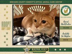 Shelter Stray Female Cat last seen Palm Bay Road, WEST MELBOURNE, FL, 32904, 5100 W Eau Gallie Blvd, Melbourne, FL 32934, USA
