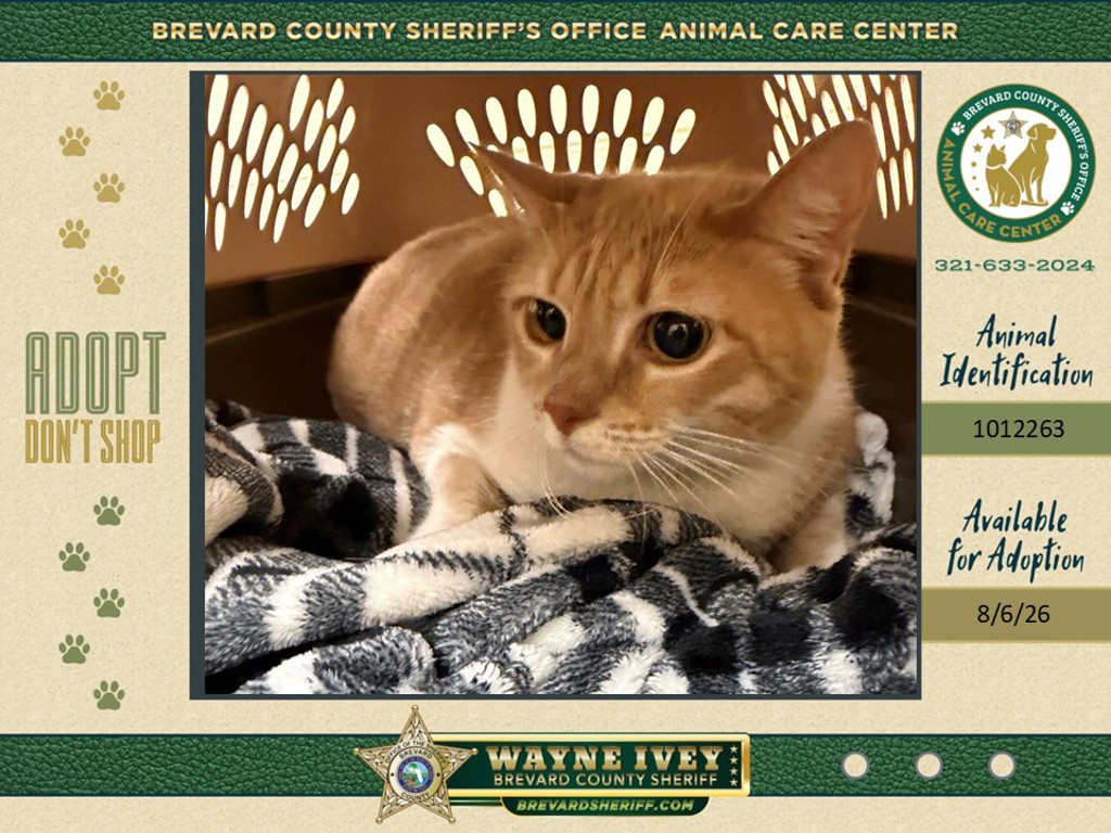 Shelter Stray Female Cat last seen Palm Bay Road, WEST MELBOURNE, FL, 32904, 5100 W Eau Gallie Blvd, Melbourne, FL 32934, USA