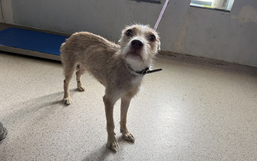 Shelter Stray Female Dog last seen Near Fteley Avenue, BRONX, NY, 10473, 326 E 110th St, New York, NY 10029, USA