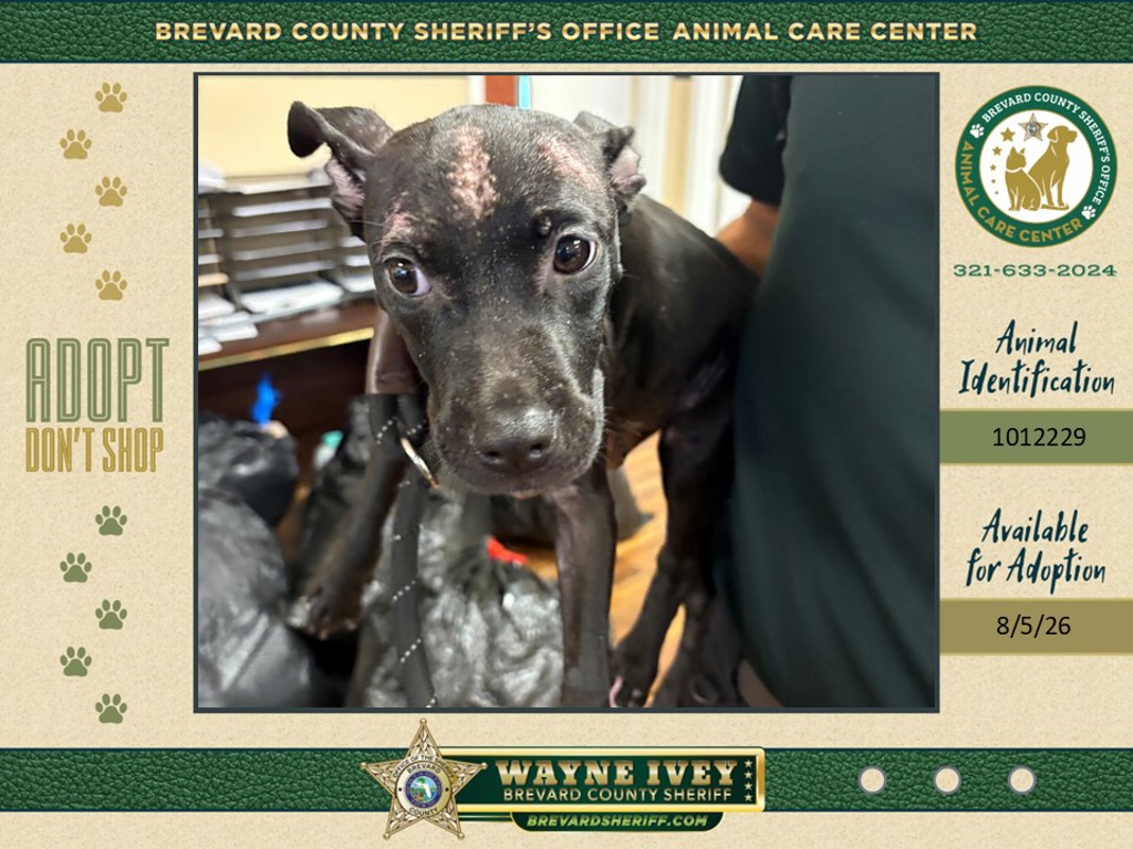 Shelter Stray Female Dog last seen Sycamore Court, TITUSVILLE, FL, 32780, 5100 W Eau Gallie Blvd, Melbourne, FL 32934, USA