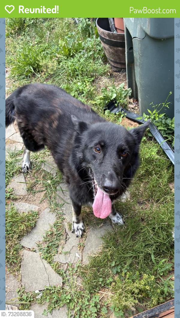 Reunited Unknown Dog last seen Underwood Place, Alexandria, VA 22304