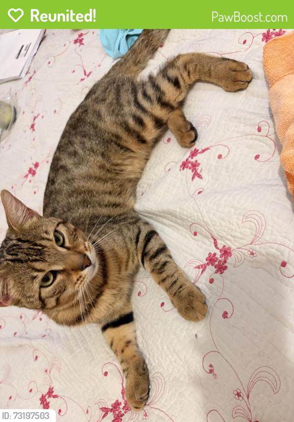 Reunited Male Cat last seen Near St rose of Lima field, Freehold, NJ 07728