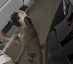 Reunited Female Dog last seen Airmen drive 78109, Converse, TX 78109