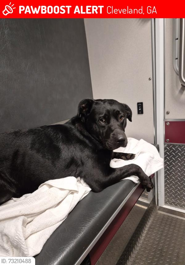 Lost Female Dog last seen Upper parking lot at the Indrustral park., Cleveland, GA 30528