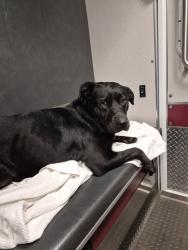 Lost Female Dog last seen Upper parking lot at the Indrustral park., Cleveland, GA 30528