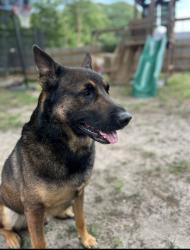Reunited Male Dog last seen Brinkman rd & Strickland Bridge rd, Fayetteville, NC 28306