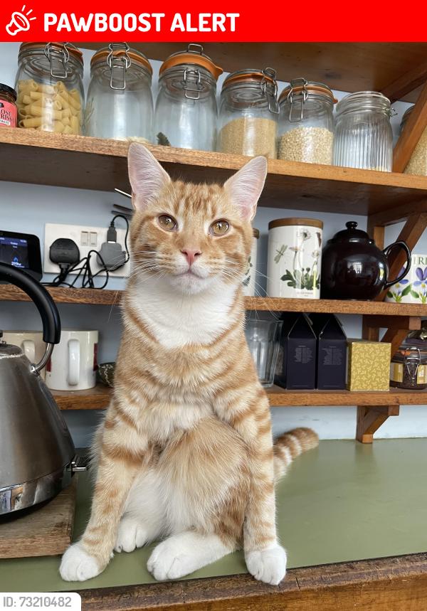 Lost Male Cat last seen Wilkins Rd/Horspath Rd, Oxfordshire, England OX4
