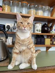 Lost Male Cat last seen Wilkins Rd/Horspath Rd, Oxfordshire, England OX4