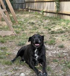 Reunited Female Dog last seen Brinkman rd & Strickland Bridge rd, Fayetteville, NC 28306