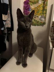 Reunited Female Cat last seen college and parker/college and derby, benvenue ave, Berkeley, CA 94704