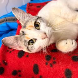 Shelter Stray Female Cat last seen , 328 Furman Hall Rd, Greenville, SC 29609, USA
