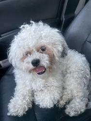 Found/Stray Male Dog last seen Sweetheart bowling lanes off 287, Loveland, CO 80537