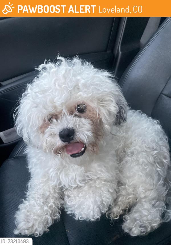 Found/Stray Male Dog last seen Sweetheart bowling lanes off 287, Loveland, CO 80537