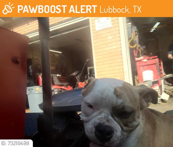 Found/Stray Male Dog last seen Louisville, Lubbock, TX 79410