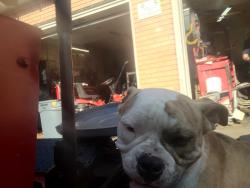 Found/Stray Male Dog last seen Louisville, Lubbock, TX 79410