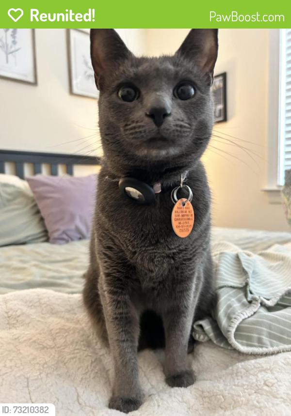 Reunited Female Cat last seen Beacon on 5th apmt Complex, Charlottesville, VA 22903