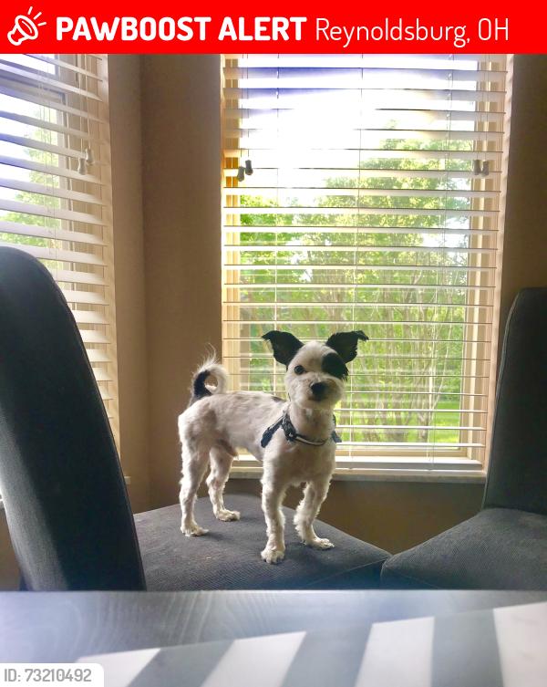 Lost Male Dog last seen Reynoldsburg Ohio 43068, Reynoldsburg, OH 43068